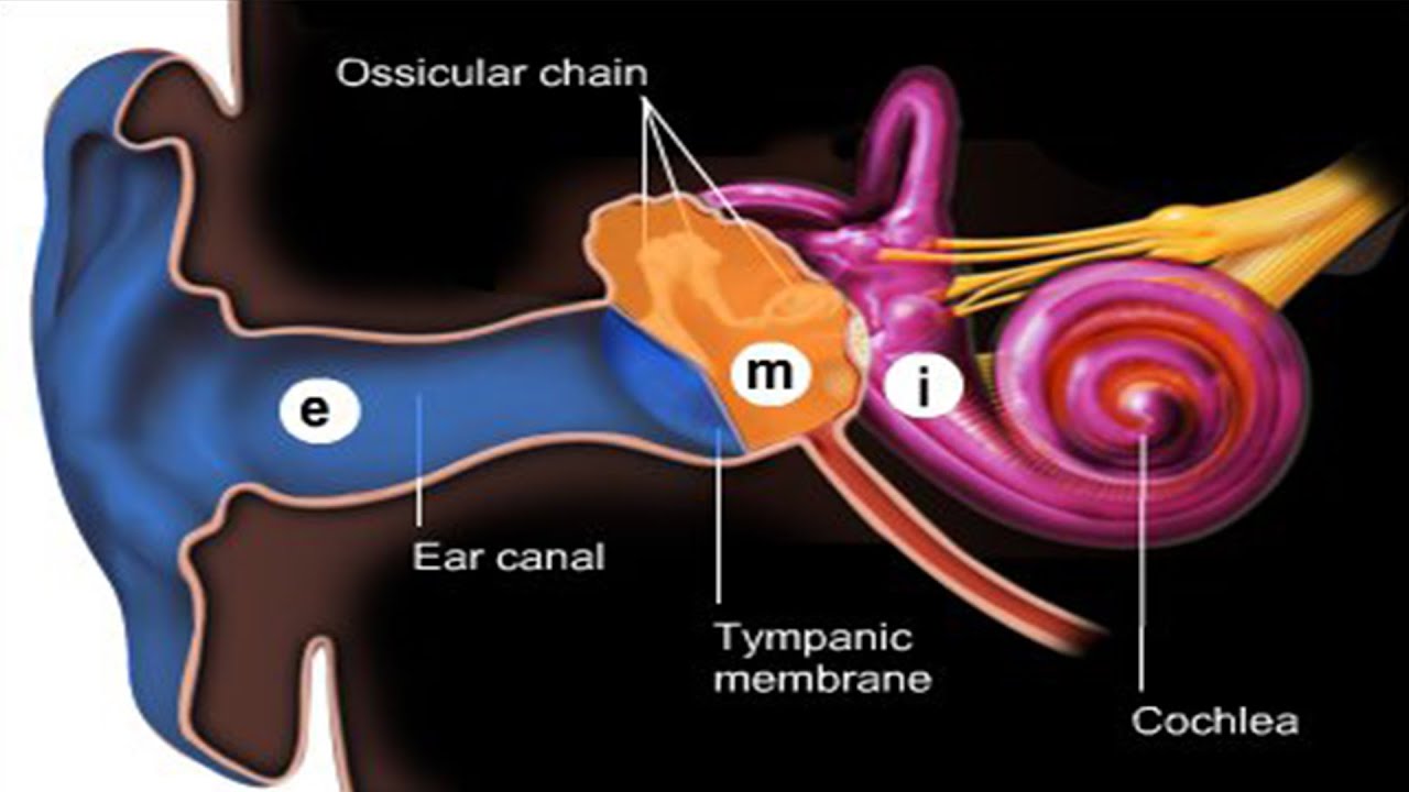 CƠ CHẾ DẪN TRUYỀN ÂM THANH CỦA TAI | Auditory transduction (Brandon Pletsch)
