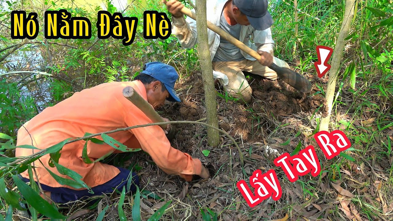 Rắn Độc Lột Da Trước Miệng Hang Chạy Đâu Cho Thoát | Mười Thương SB