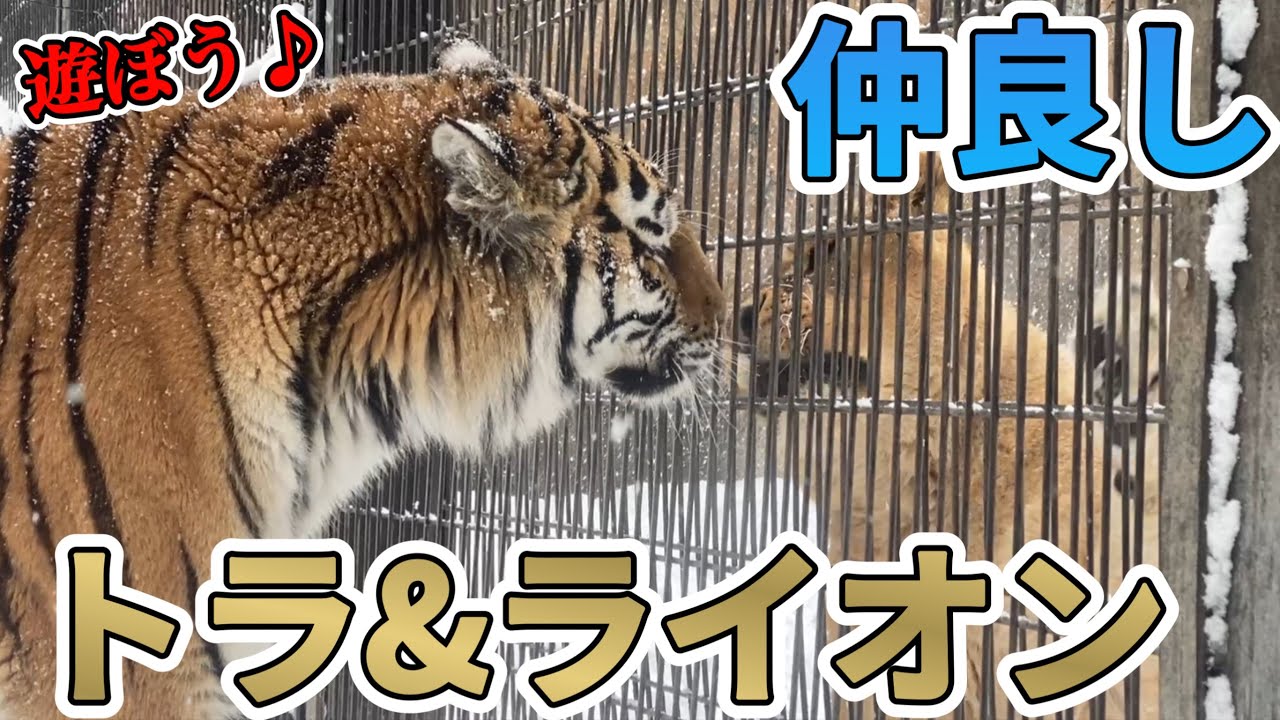 《旭山動物園ライオン＆トラ》ライオンとトラが遊んでる⁉️仲良しお隣女子の遊び方🩷オリト＆ザリアファミリーvol629《旭山動物園》Lions and tigers playing?