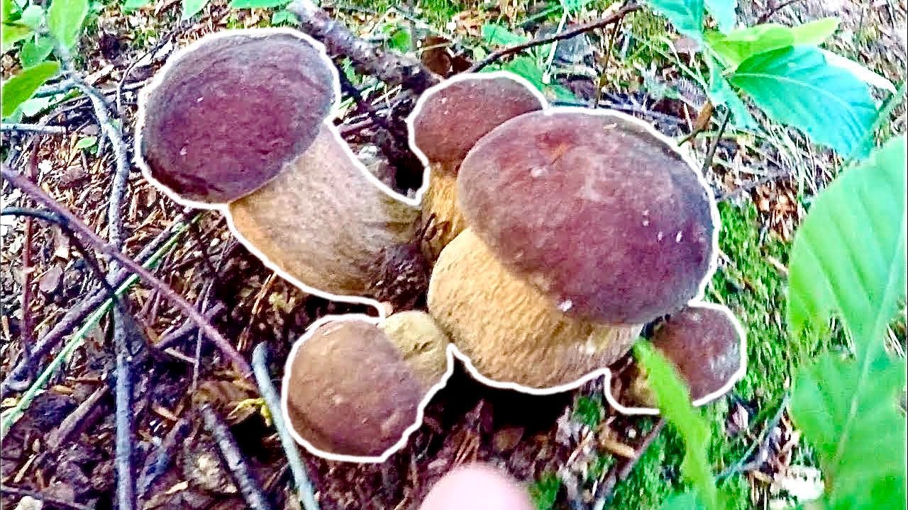Grande Funghi Porcini 👌 👌 Aestivalis - Boletus Mushrooms - Hribi