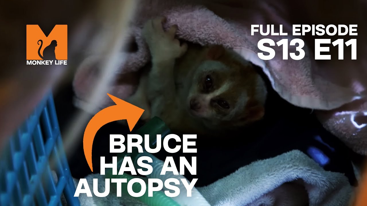 Bruce Needs An Autopsy | Season 13 Episode 11 | Full Episode | Monkey Life