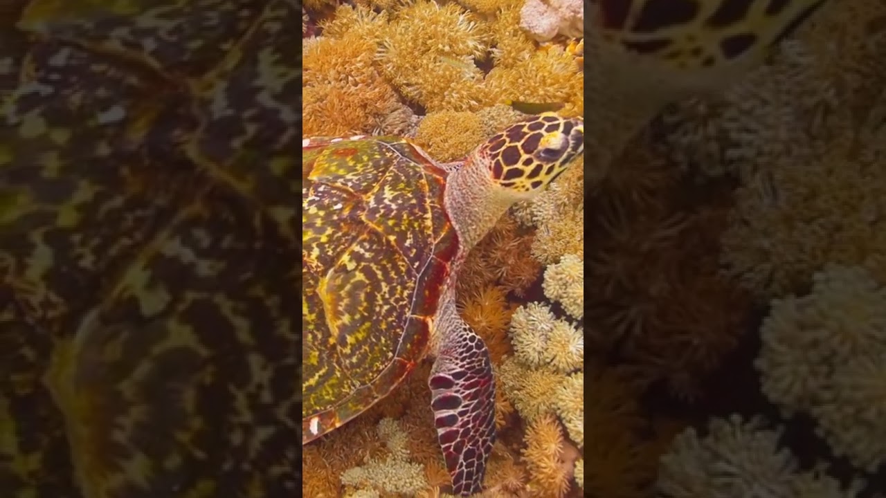 Hawksbill sea turtle in Indonesian coral reef