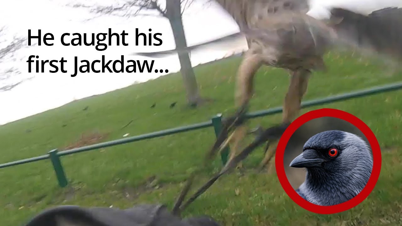 Goshawk Hunting Corvids... the week doesn't end well, RIP