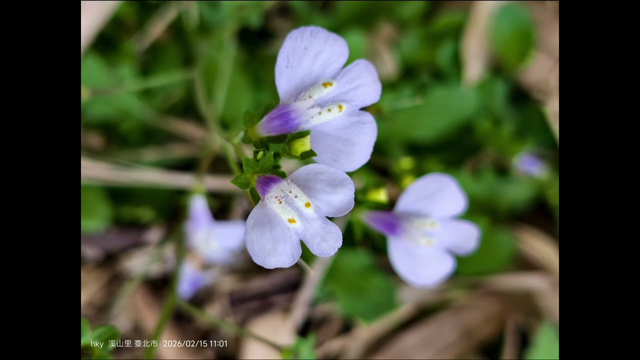健走賞櫻趣：半嶺站➡️溪山百年古圳瀑布➡️大坪尾山➡️鵝尾山水梯田➡️平菁街42巷➡️圳仔頭➡️平等里派出所
