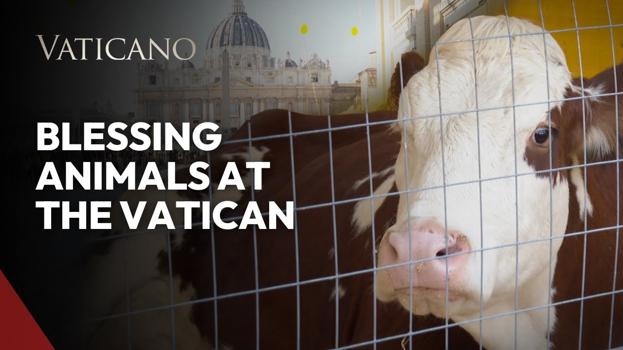 Animals Blessed at St. Peter&rsquo;s Square: Feast of St. Anthony Abbot