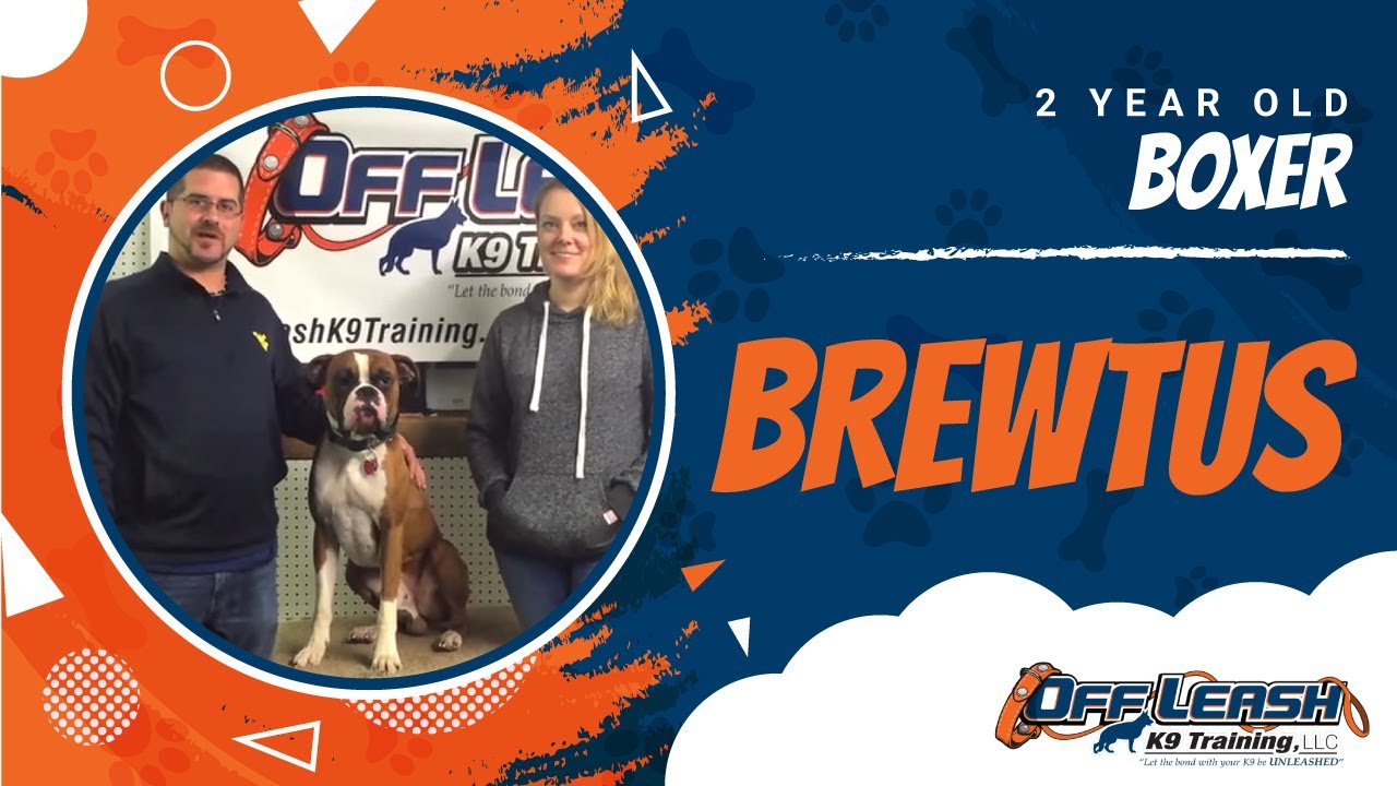 2-Year Old Boxer, Brewtus! Amazing Boxer Trainers in Northern Virginia!