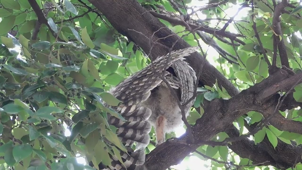 Back Turned, Feathers Revealed  Fledgling Owl Preening & Moving Branches