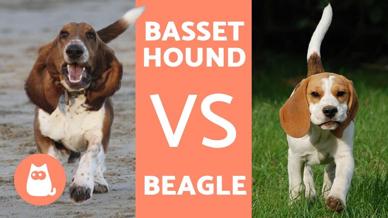Beagle VS Basset hound - DIFFERENZE