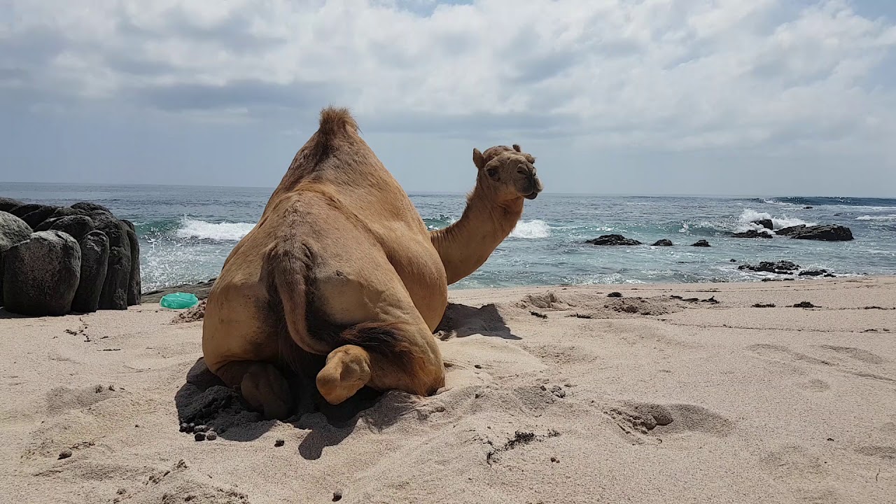 Dhofar beaches