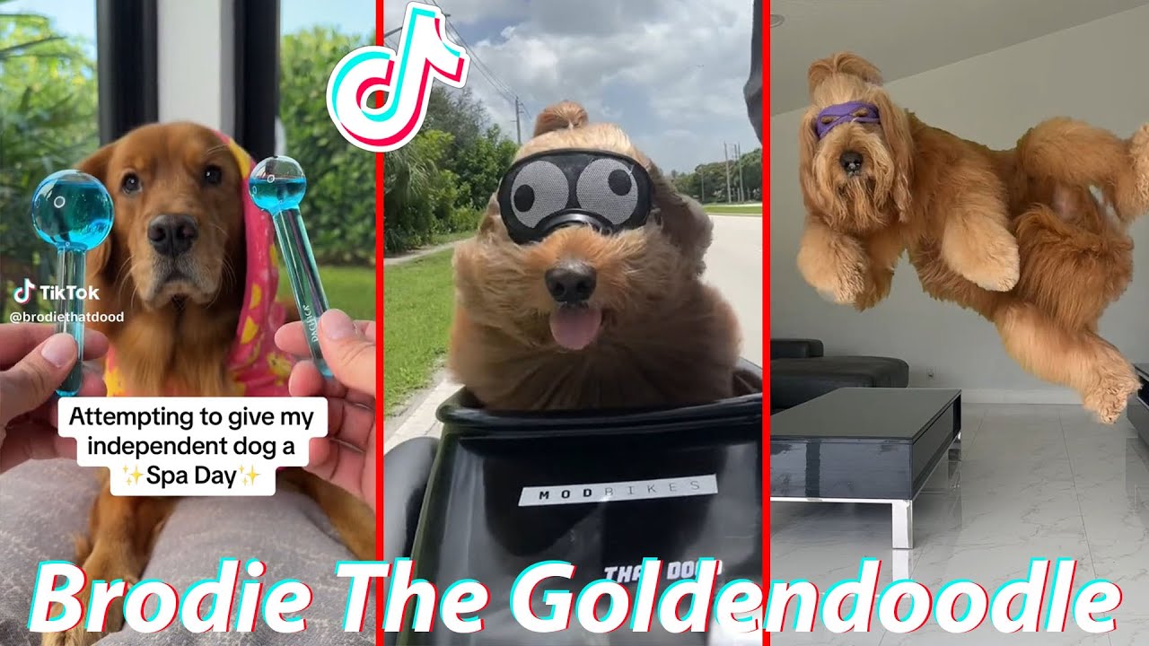 Brodie The Goldendoodle Funny TikToks Dog  2023 - Best BrodieThatDood Tik Tok Videos .