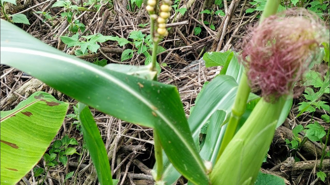 IL EST MIDI DANS LE POTAGER : VEUX TU MANGER MAÏS OU CAROTTES 🥕🌽🥕🌽🥕🌽