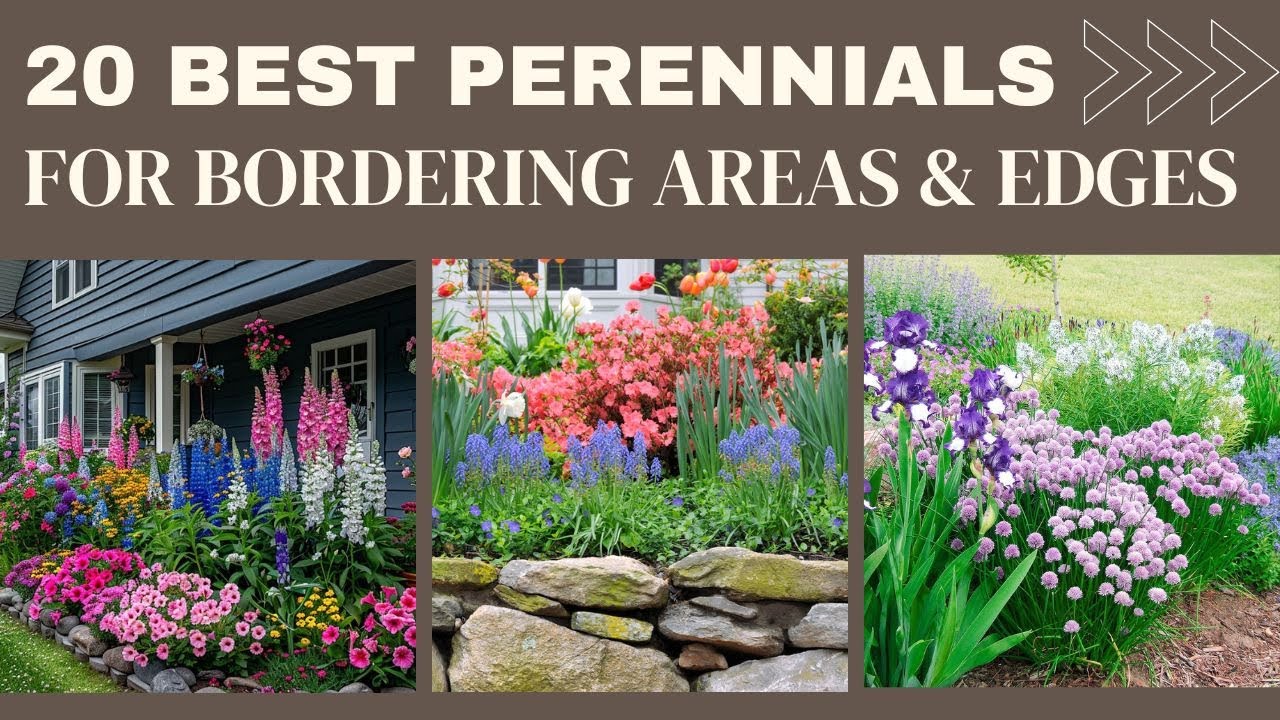 20 Best Low Maintenance Border Perennials | Edging Perennials for Garden Beds, Walkways