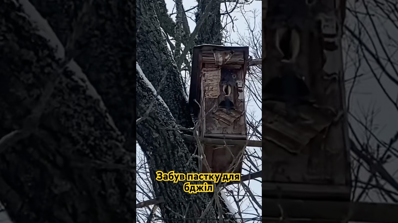 Забута бджолина пастка. #loghive #wood #treebeekeeping #nature