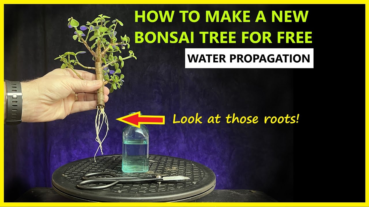 Make a Bonsai Tree For Free / portulacaria afra / water propagating #bonsai #propagating