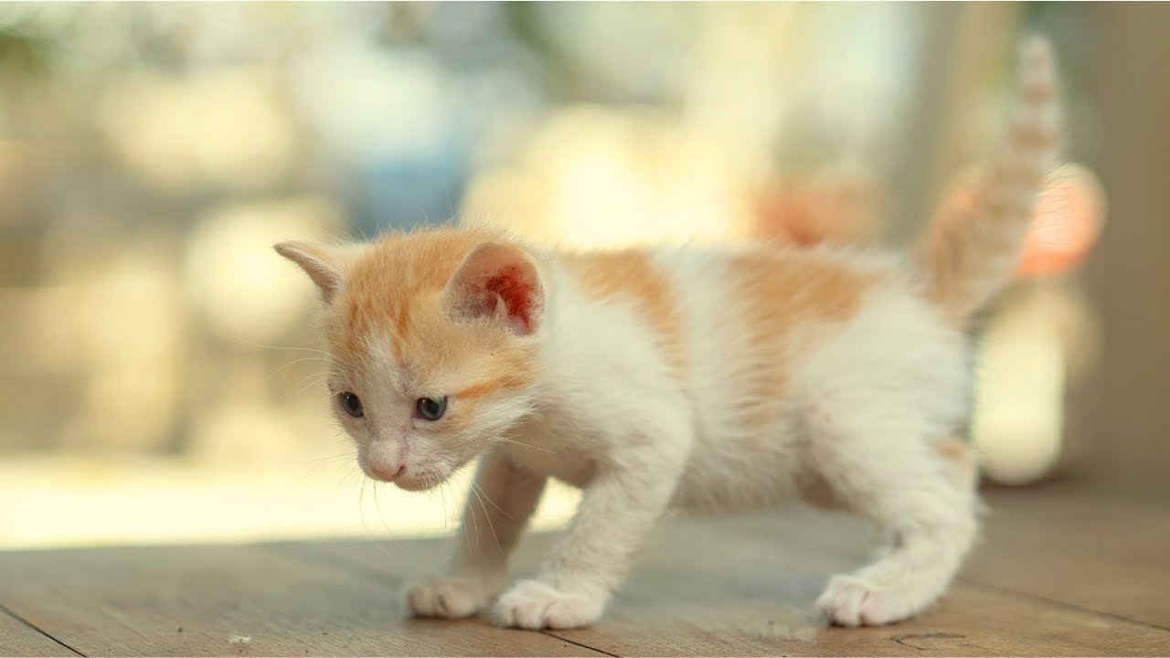 Peaceful Piano Music for Cat Anxiety Relief