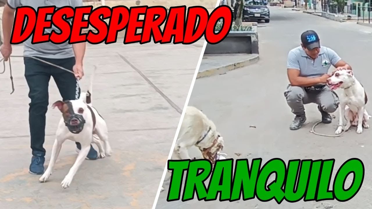 COMO CONSEGUIR EL CONTROL DE UN PITBULL Y EVITAR LA AGRESIVIDAD HACIA OTROS PERROS