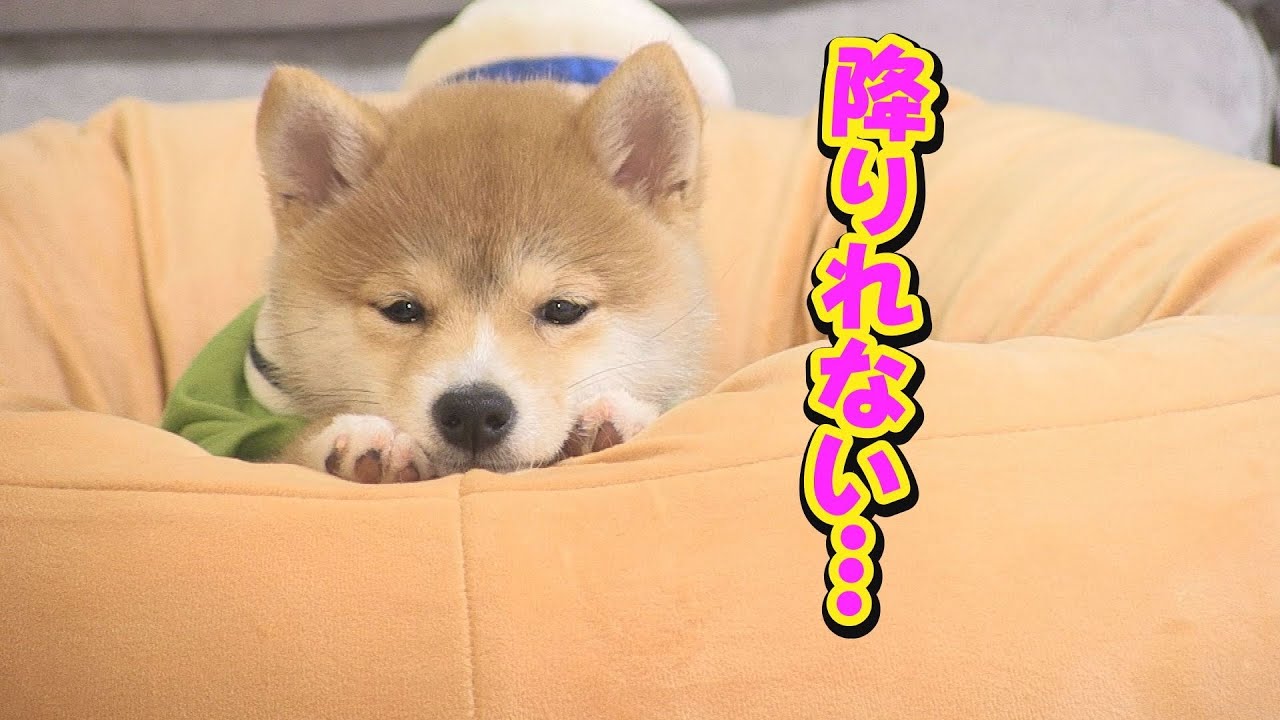【爆笑】ソファから降りれなくなった子犬を降ろしたら・・・