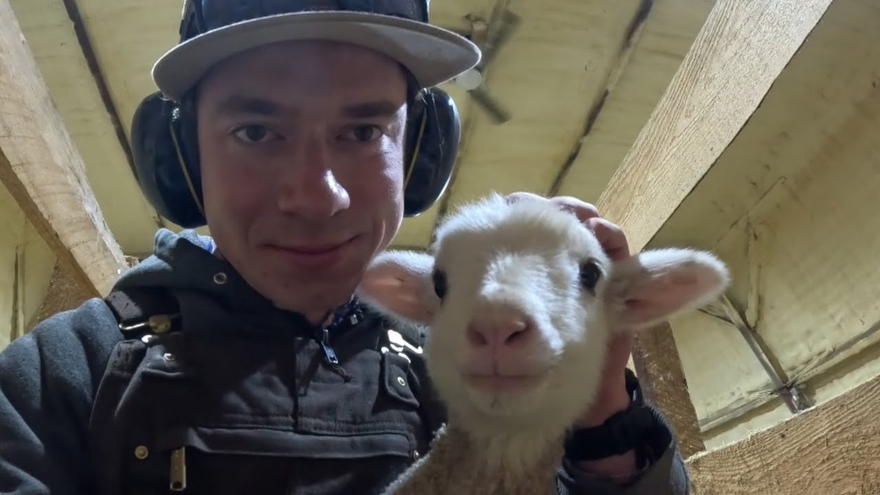 Cutest Lamb | Feed Cart Repair | Fendt 714 Loading Bales