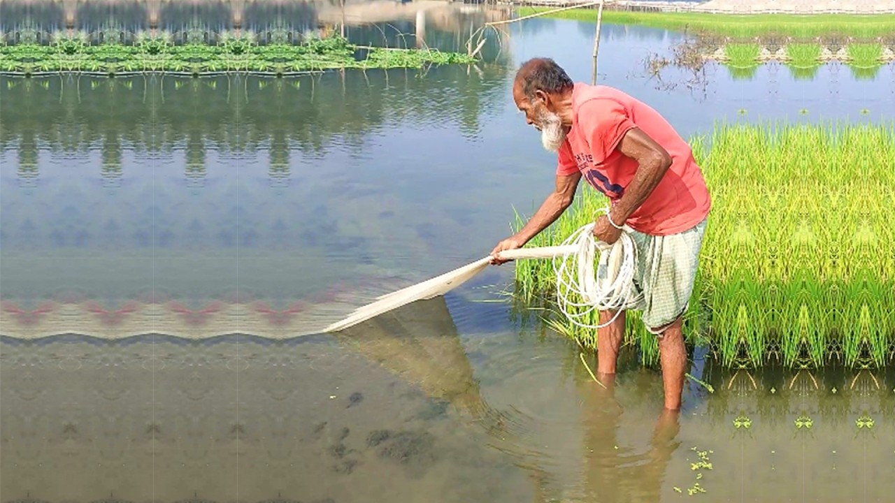 Amazing Fish Hunting by Poor Fisherman - Best Cast Net Fishing - Traditional Village Fishing