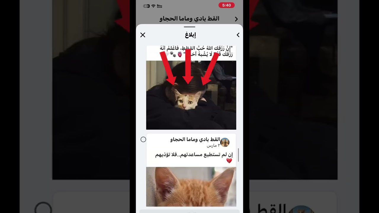 حبايب قلبنا عيلتنا الحلوه يارب تكونوا بالفرحه خير🧕🏻🧡الفيديو ده فيديو توضيحي