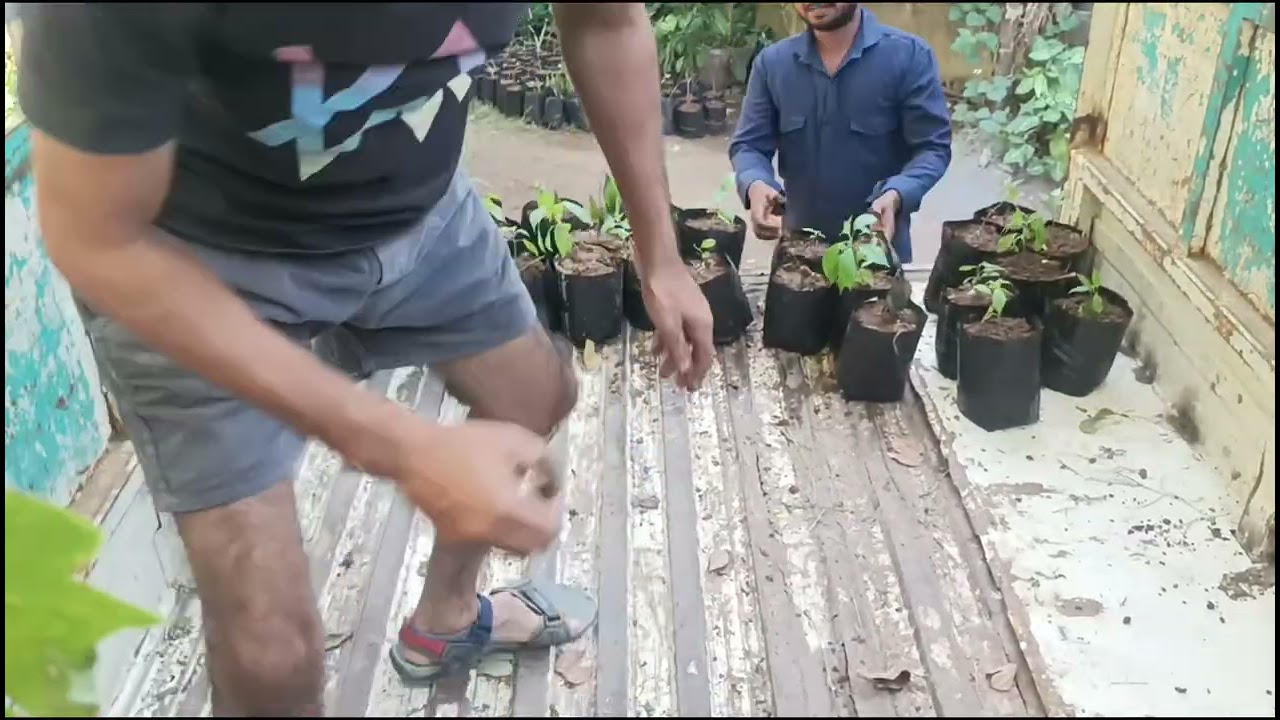 Nursery se Plants Tempo me Loading 🚚🌱 | Direct Delivery 