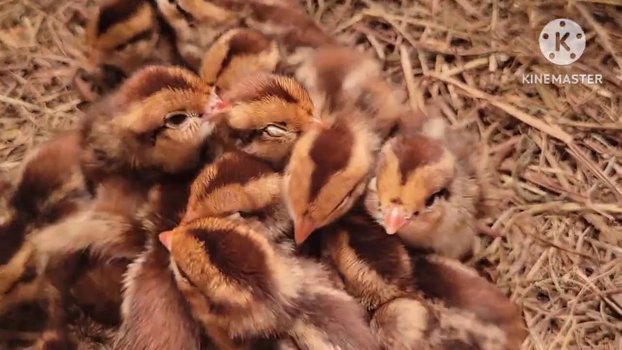 Cute chick quails.  @Vivi Mon Vlogs