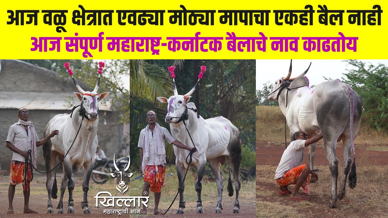 बैल जर त्या रात्री आणला नसता, तर खाटकाच्या हातात गेला असता | Khillar Maharashtrachi Shaan 2023