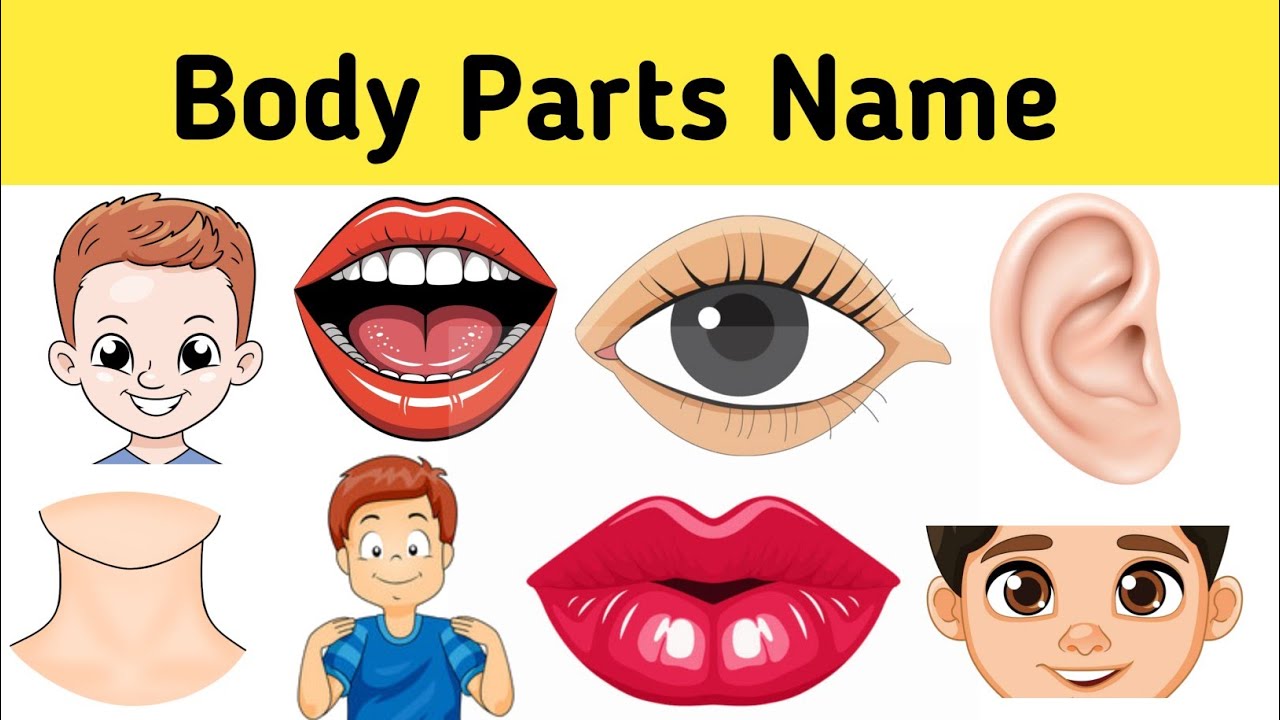 Body Parts Name | Learn 20 Body Parts Names for Kids with Pictures