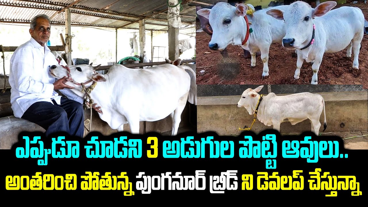 పుంగనూర్ ఆవులు - పూటకు 3 లీటర్ల పాలు ఇచ్చే 3 అడుగుల పొట్టి ఆవులు ! | Punganur Cows | Kiran TV Rythu