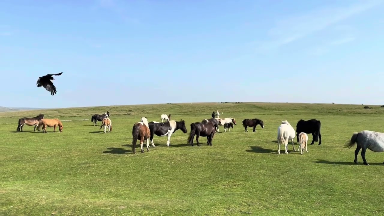 Dartmoor Wild Ponies on the run