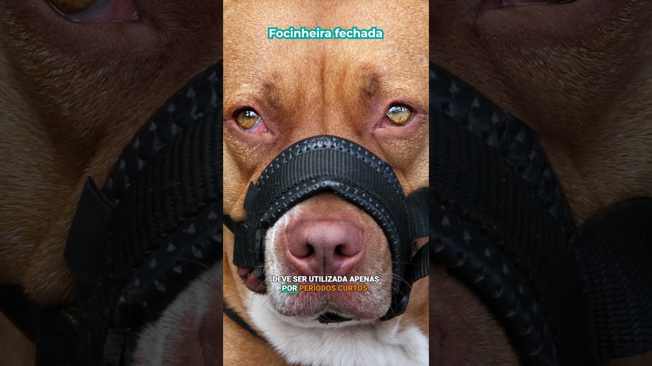 Conhe&ccedil;a tipos de focinheira para seu c&atilde;o!  #pets #focinheira #cobasi