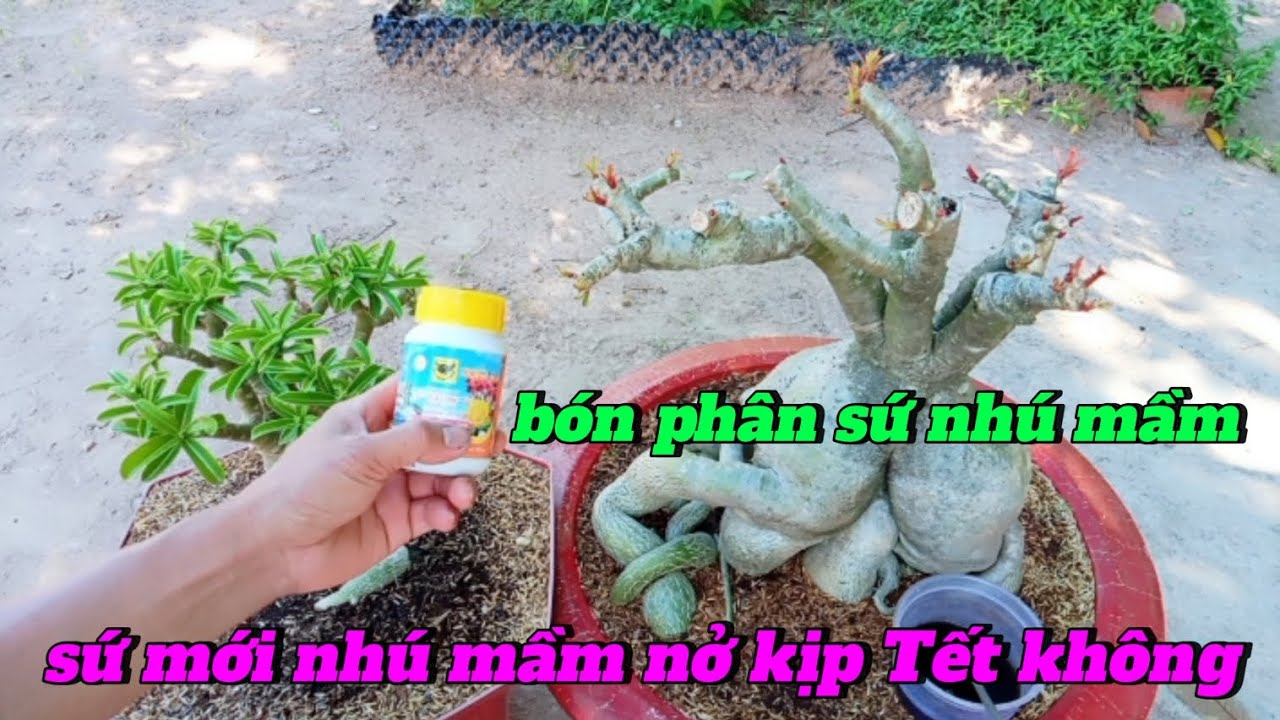bón phân sứ nhú mầm - sứ mới nhú mầm nở hoa kịp Tết không