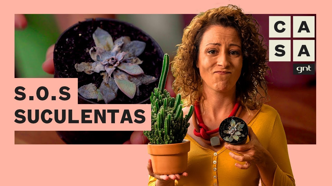 3 PROBLEMAS COMUNS com SUCULENTAS e como resolv&ecirc;-los | Plante Voc&ecirc; Mesmo | Carol Costa