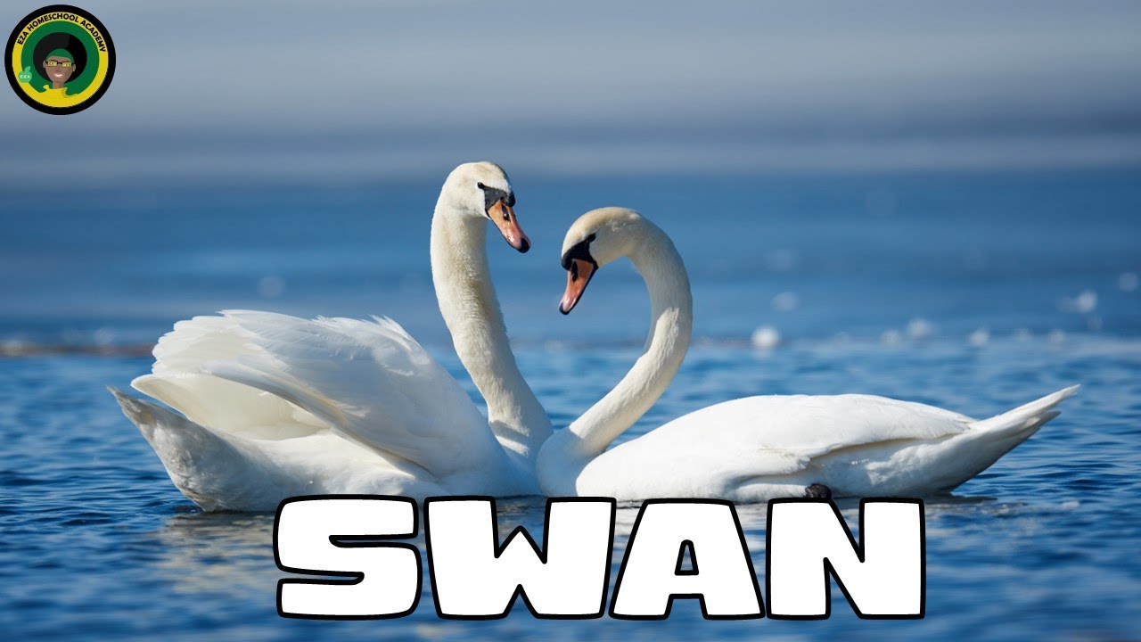 Seven Swans  A-Swimming || Facts about Swans