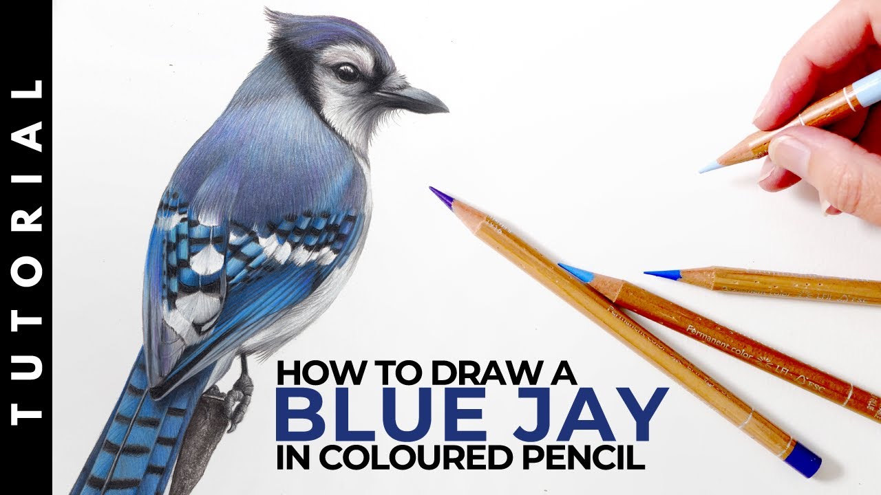 TUTORIAL | How to draw a Blue Jay in Colored Pencil | Realistic Bird Drawing