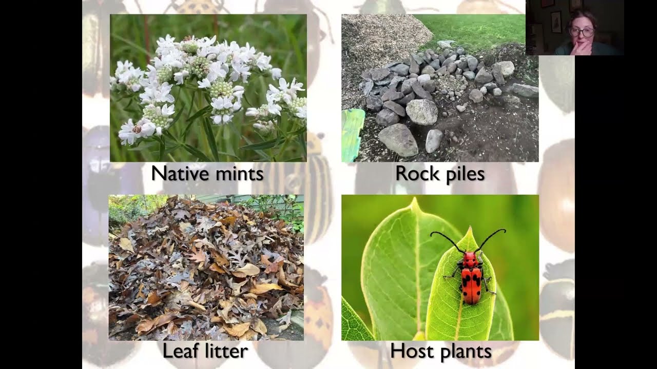Помимо пчел и бабочек: менее популярные опылители