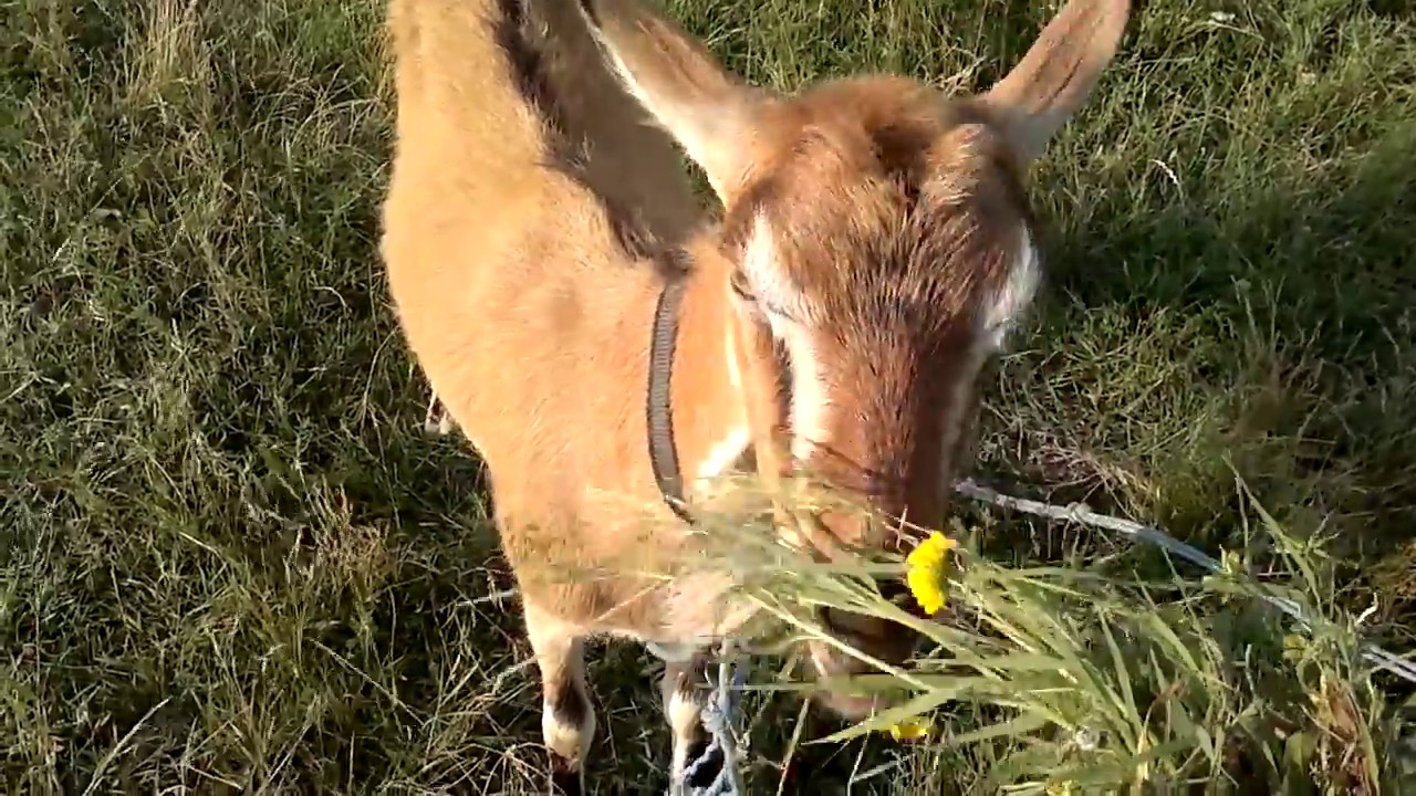 Goat (Capra aegagrus hircus) 2018 06 07