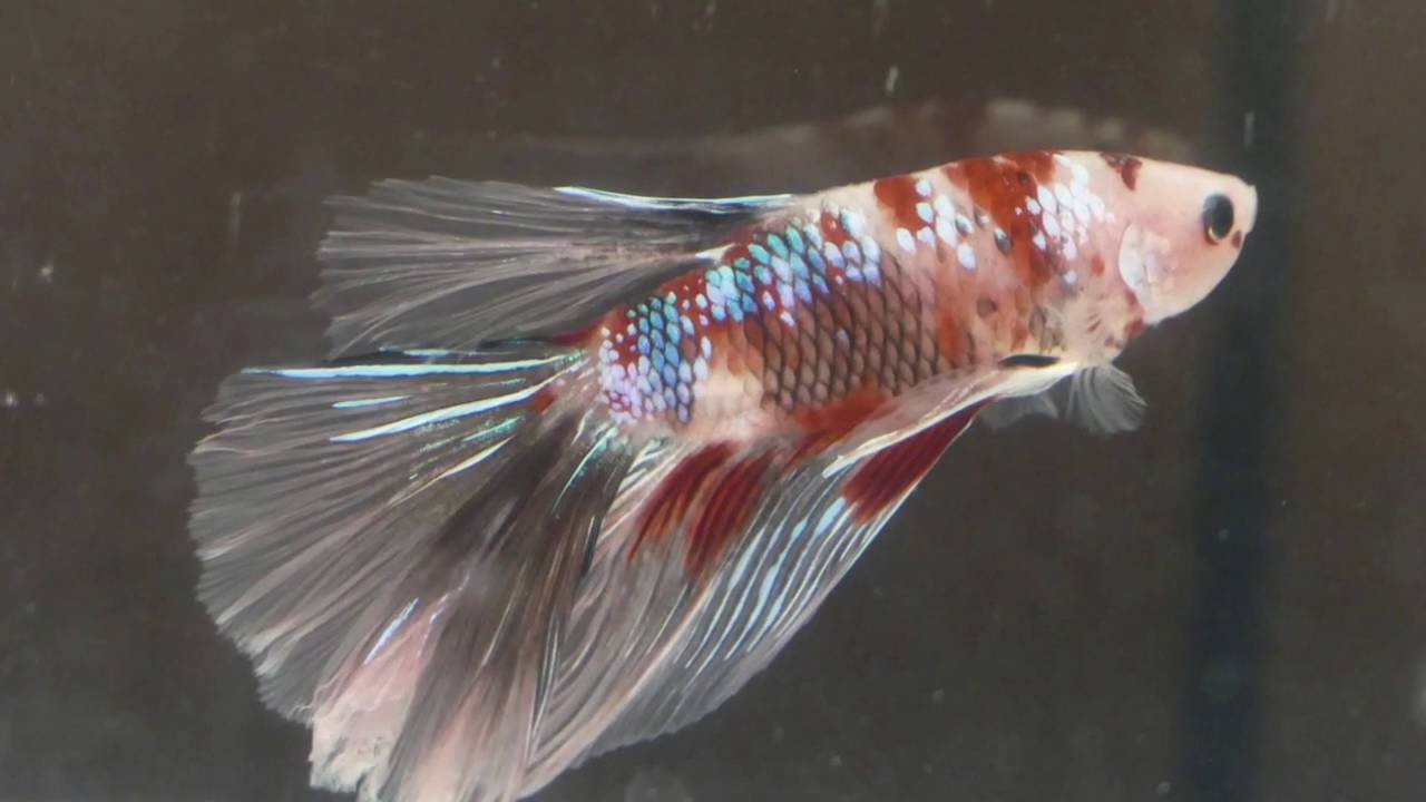 Wie richte ich ein Aquarium für einen Kampffisch Betta Splendens (Zuchtform) ein?