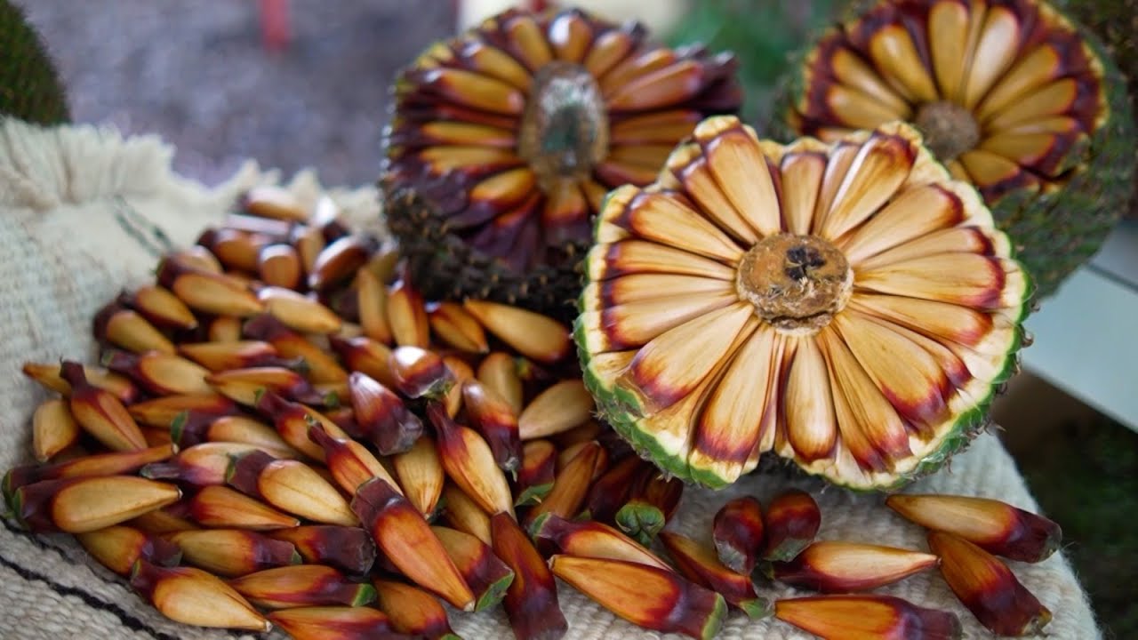 Agro Saúde e Cooperação - Safra de Pinhão