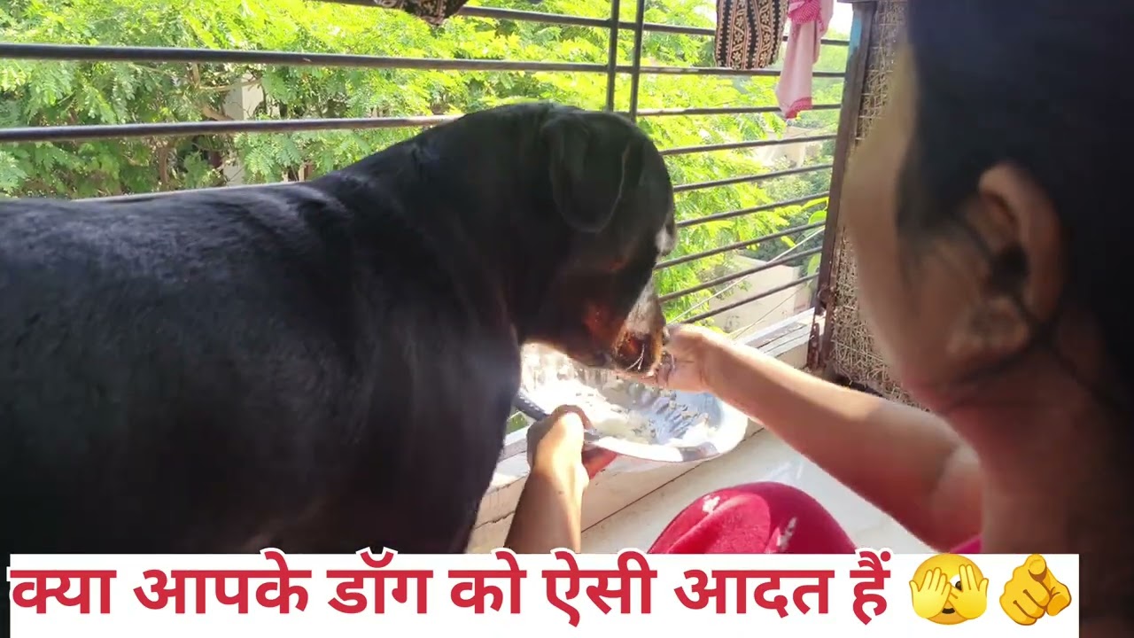 #Rottweilerowner #mydog #dogtraining #dogcare #dogowner #youtube #ytshorts 