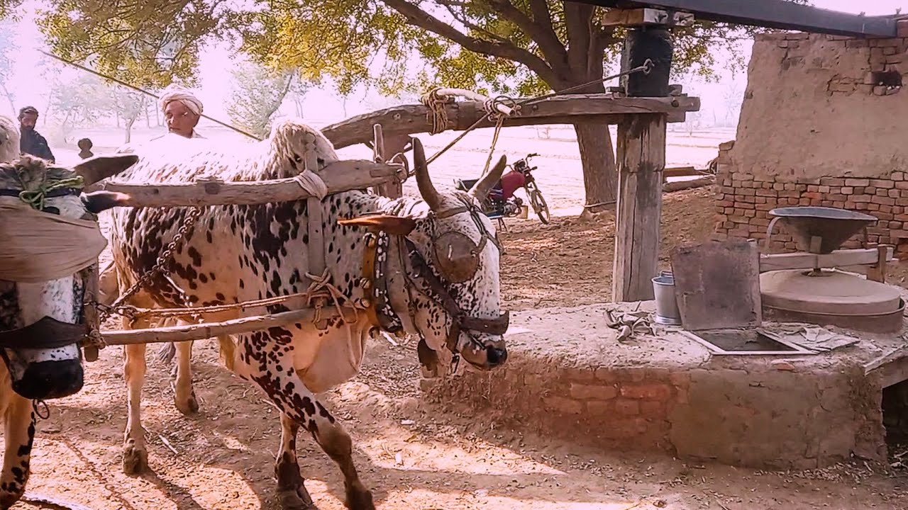 Bull powered flour mill || Flour Machine operated with Oxen || Old wheat grinding technology