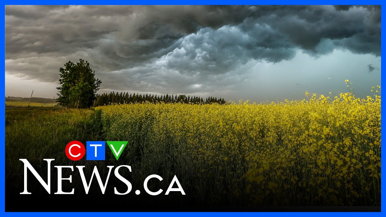 New China-Canada tariff deal welcomed by canola industry