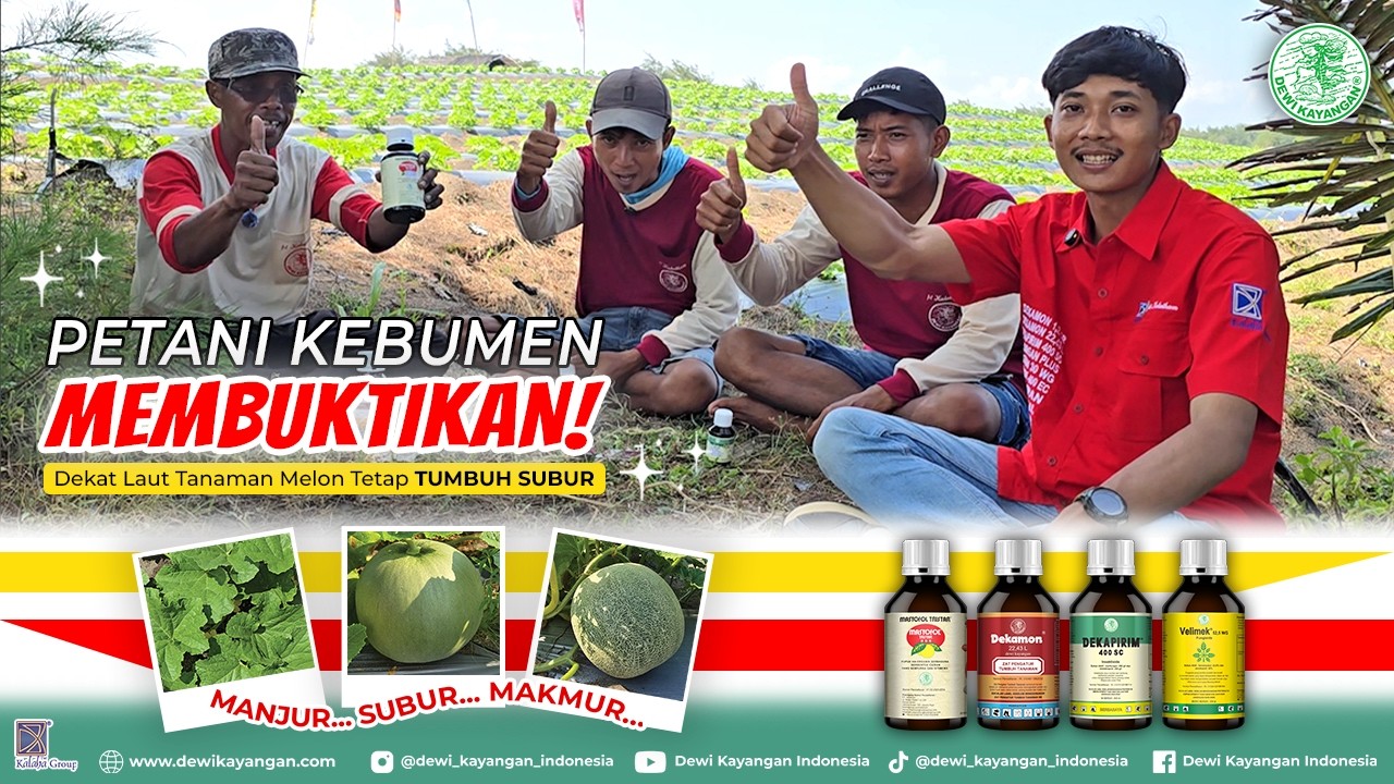 Petai Kebumen Membuktikan! Dekat laut Tapi Tanaman Melon Tetap Tumbuh Subur #dewikayangan