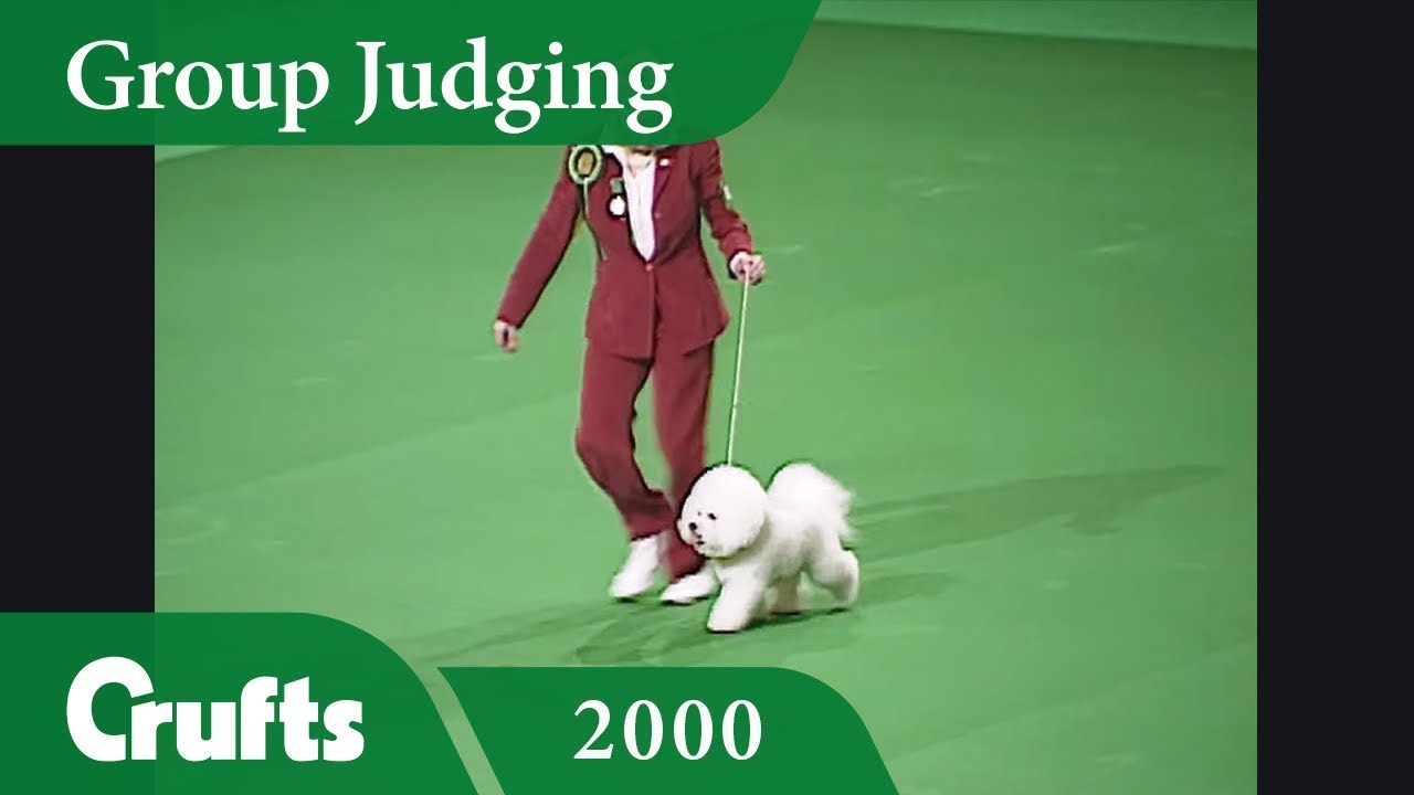 Toy Group Judging from Crufts 2000