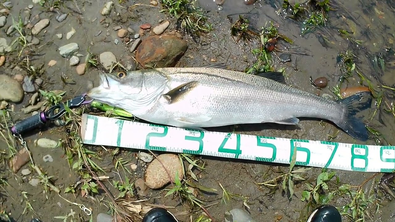 2024/07/06 米代川シーバス83cm    ガボッツ150