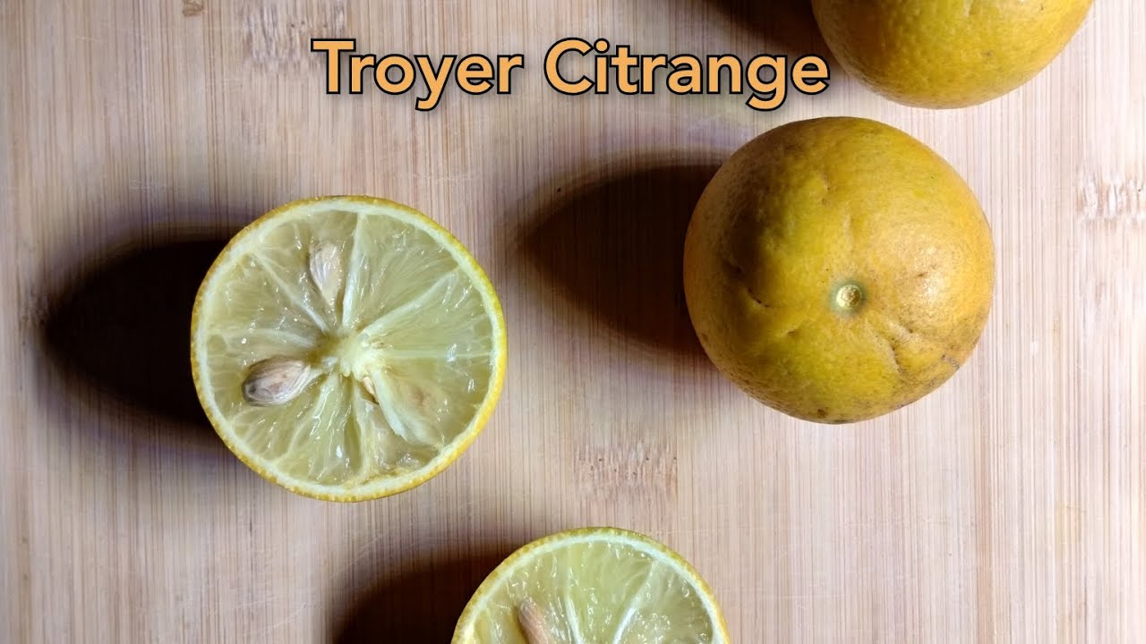 Cold Hardy Citrus Taste Test 3 - Troyer Citrange