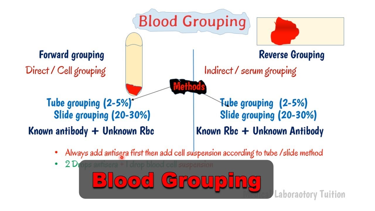 Blood group test in detail || Forward grouping || reverse grouping || H antigen in blood group