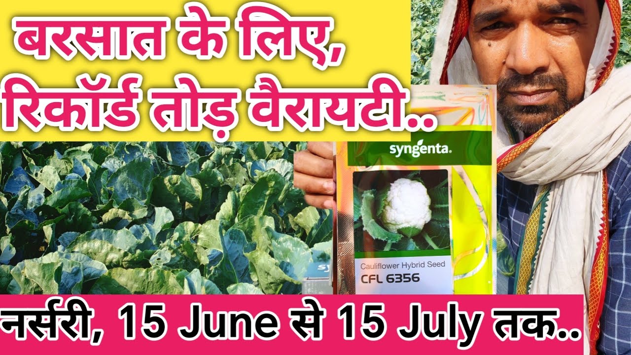 बरसात के लिए रिकॉर्ड तोड़ #फूलगोभी की वैरायटी / Syngentas best variety cfl6356 for rainy season