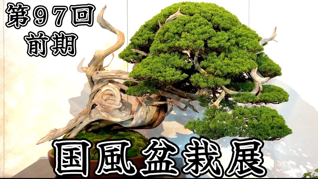 【盆栽】第97回 国風盆栽展 前期【Bonsai】The 97th Kokufu Bonsai Exhibition 2023 Part 1