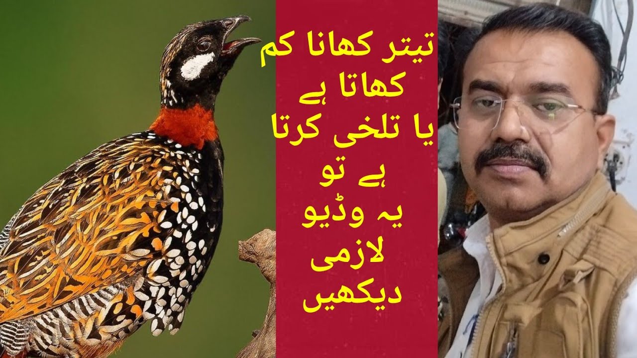 Kala tetar (black francolin ) تیتر اندر سے ھلکا اور کھانا زیادہ کھانے کے لیے 